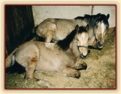 Zobrazit (31 fotek) Welsh pony Zobrazit (31 fotek) Welsh pony
