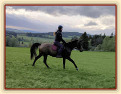 Zobrazit (dvě fotky) Osmiletý Akhalteke na prodej Zobrazit (dvě fotky) Osmiletý Akhalteke na prodej