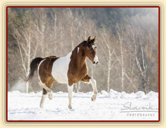 Zobrazit (dvě fotky) Zobrazit (dvě fotky)