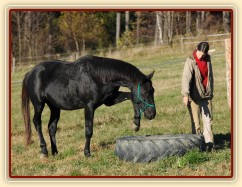 Zobrazit (66 fotek) Náš trakénský hřebec, fotky hlavně z výcviku Zobrazit (66 fotek) Náš trakénský hřebec, fotky hlavně z výcviku
