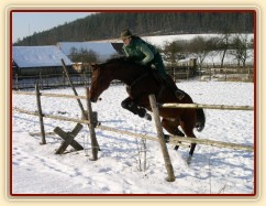 Zobrazit (26 fotek) Oficiálně Rony, ČT(anglický polokrevník) Zobrazit (26 fotek) Oficiálně Rony, ČT(anglický polokrevník)