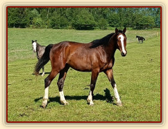 Zobrazit (jedna fotka) Zobrazit (jedna fotka)