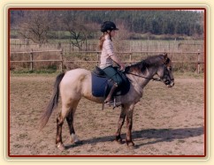 Zobrazit (37 fotek) Welsh pony Zobrazit (37 fotek) Welsh pony