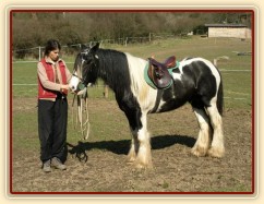 První lonžování - přivolání do středu kruhu a přepínání lonže pro opačný směr ponybu