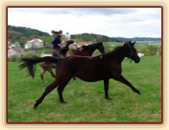 Zobrazit (23 fotek) Co dělali naši koně po celý rok 2009 Zobrazit (23 fotek) Co dělali naši koně po celý rok 2009