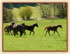 Zobrazit (27 fotek) 17.4. jsme vypustili všech 35 koní na pastviny:-)