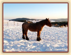 Zobrazit (8 fotek) Naše Ardenská klisna Zobrazit (8 fotek) Naše Ardenská klisna
