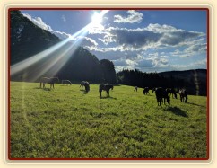 Zobrazit (116 fotek) Hříbata, naše koně a koně ve výcviku u nás Zobrazit (116 fotek) Hříbata, naše koně a koně ve výcviku u nás