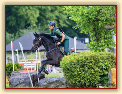 Zobrazit (12 fotek) Čtyřletá westfálská klisna na prodej Zobrazit (12 fotek) Čtyřletá westfálská klisna na prodej