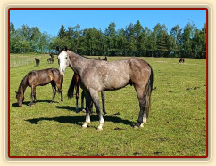 Zobrazit (jedna fotka) Zobrazit (jedna fotka)