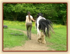 7 her podle Pata Parelli - bez použití lana jde kůň vedle člověka - příprava pro ježdění