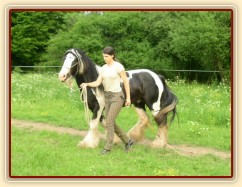7 her podle Pata Parelli - bez použití lana jde kůň vedle člověka - příprava pro ježdění