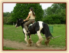 Jízdárna - cval po obvodu