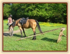 Práce na laně - zacouvání mezi klády do omezeného prostoru, tento cvik je pro Keisy těžký a tak ho přerušuji pochvalou