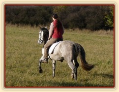 Divo, čtyřletý Andaluský valach, na vyjížďce