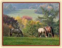 Greisy, Galen a Agáta na podzimní pastvě