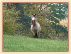 Galen vidí "bubáka" - fotografa:-)
