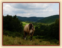 Galen na pastvě (jestlipak se ti koně někdy kochají tím výhledem do kraje...:-)