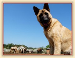 Koně u seníku v zimním výběhu, Samantha dozoruje:-)