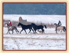 Arwen a Carthago na své první vycházce, 1,5 roku staří