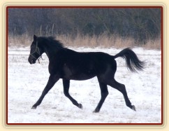 Carthago se předvádí