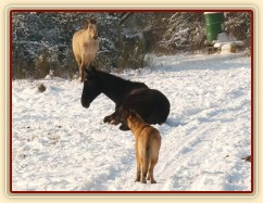 Arwen leží ve výběhu