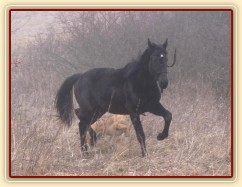 Arwen se "prodírá" suchou vysokou trávou