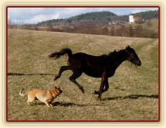 Arwen se nelíbí Samantino popohánění