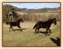 Arwen a Carthago na vycházce