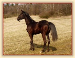 Arwen vidí něco zajímavého v dáli