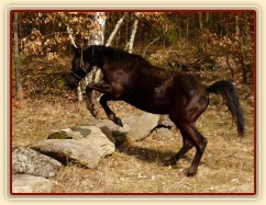 Carthago skáče přes kameny, které jsme potkali na vyjížďce