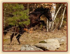 Arwen skáče přes kameny, které jsme potkali na vyjížďce