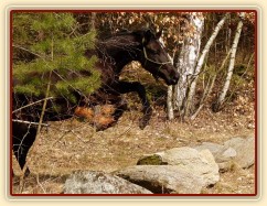 Carthago skáče přes kameny, které jsme potkali na vyjížďce