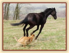 Carthago řádí na vyjížďce se Samanthou