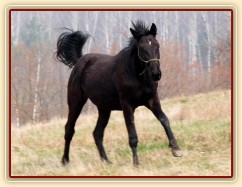 Carthago se nosí na vyjížďce