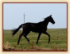 Arwen se nosí na vyjížďce