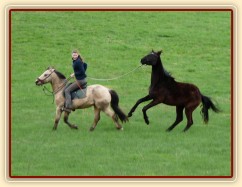 Arwen řádí na laně při vyjížďce