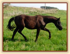 Cartago sotva zvedne hlavu od jarní trávy:-)