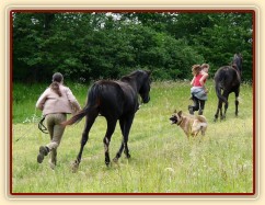 Arwen a Carthago na procházce - klusat jim jde o dost lehčeji než nám:-)