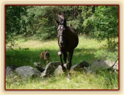Arwen skáče přes kameny, které jsme potkali na vyjížďce