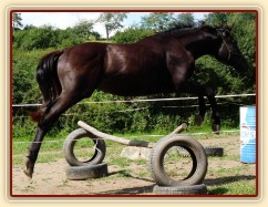 Carthago při svém prvním skákání skokové řady ve volnosti