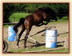 Arwen při svém prvním skákání skokové řady ve volnosti