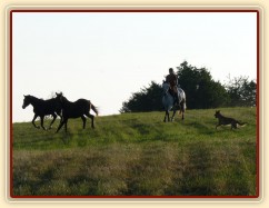 Carthago a Grant si užívají volnosti na vyjížďce s Divíkem