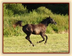 Carthago v plném trysku