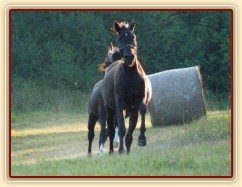 Carthago je pronásledován Grantem