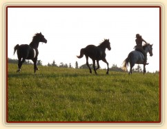 Carthago a Grant si užívají volnosti na vyjížďce s Divíkem