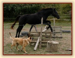 Carthago skáče ve skokové řadě ve volnosti