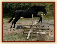 Arwen skáče ve skokové řadě ve volnosti