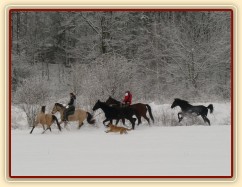 Všichni naši koně pohromadě na vyjížďce, zima 2009