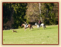 Naše pastviny v Čeleticích, Vikina a Divík testují povrch:-)